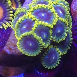 Zoi Zoa
