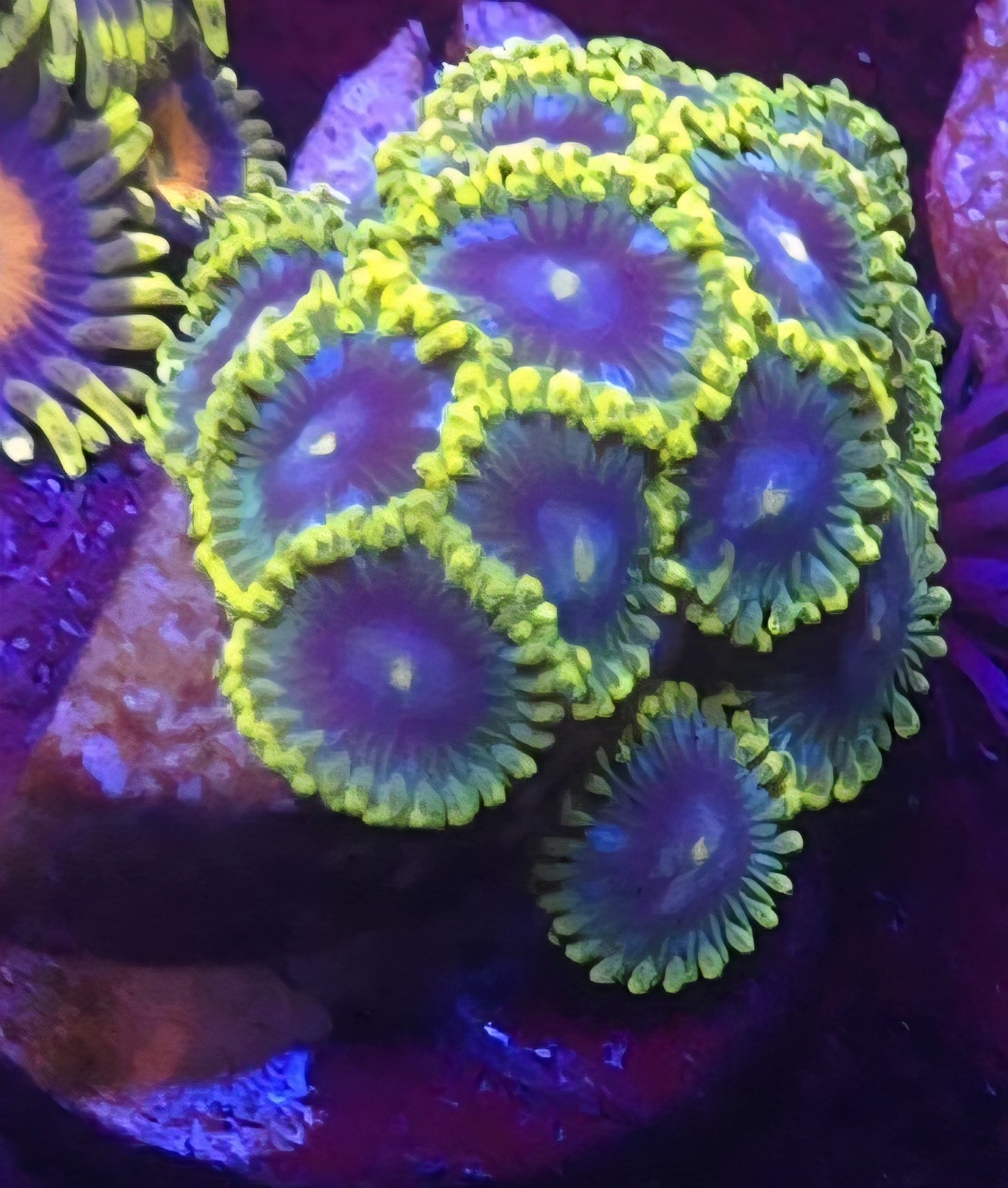 Zoi Zoa