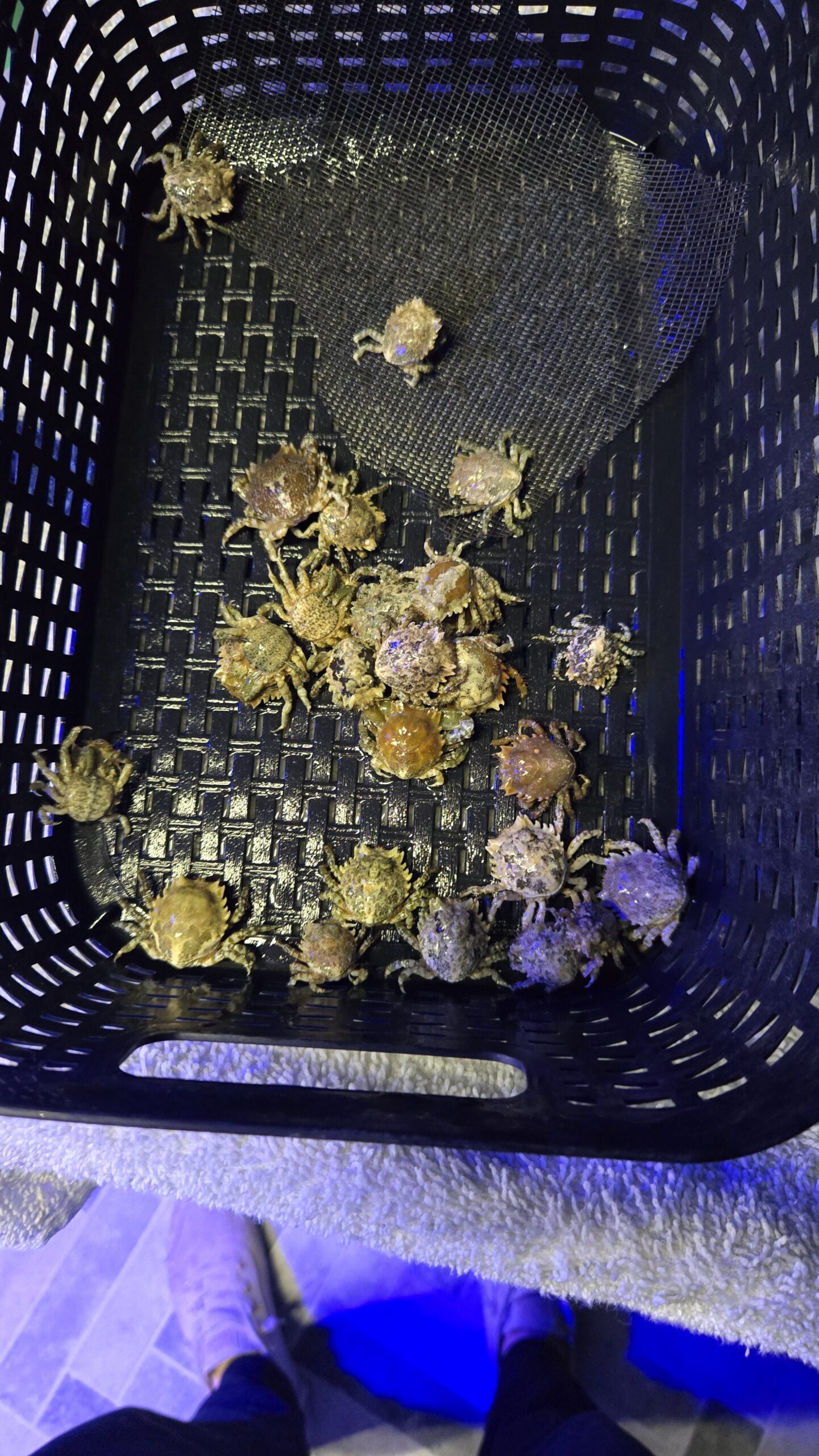Pitho Crab - Image 2