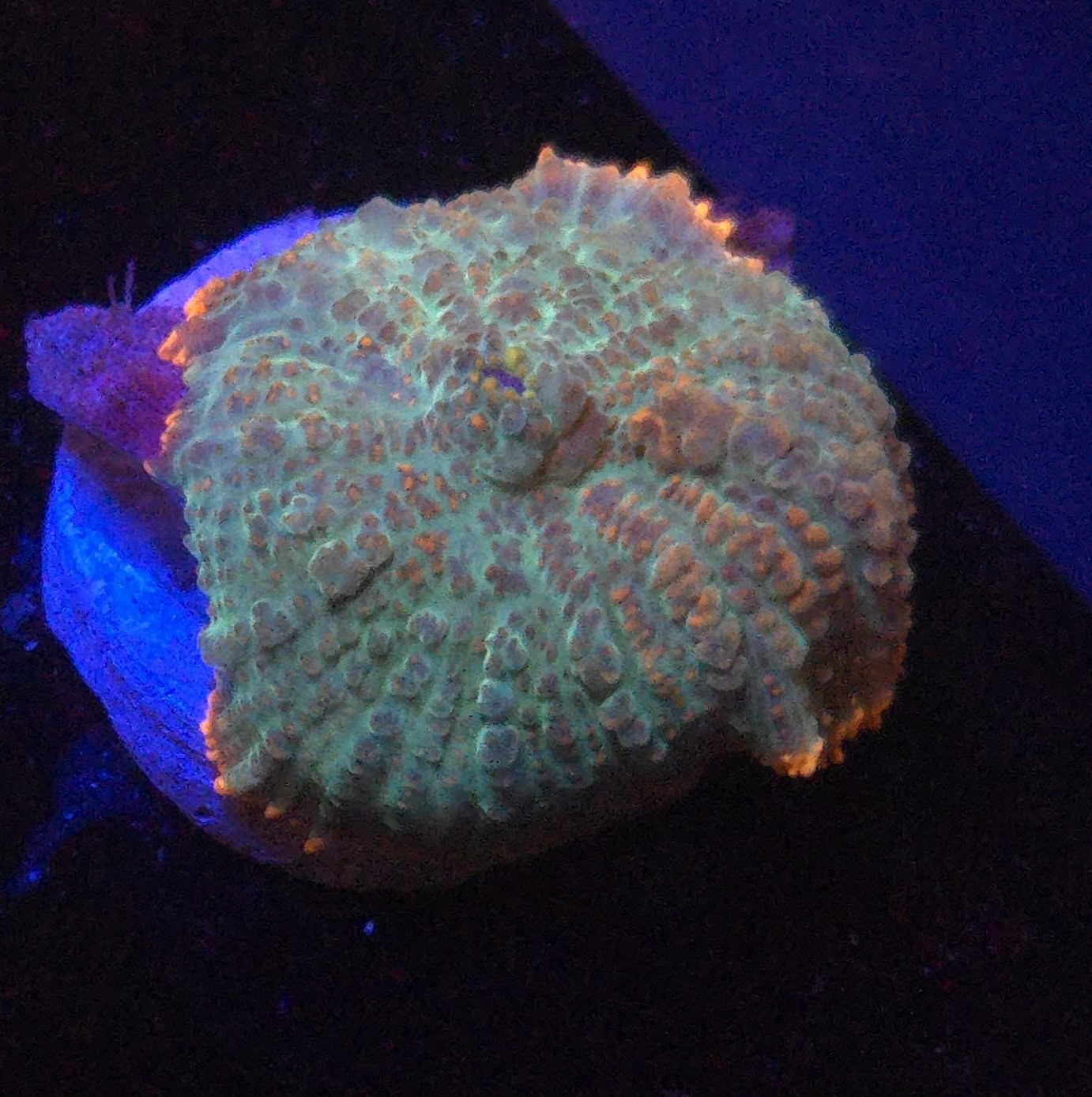 Tequila Sunrise Rhodactis Mushroom