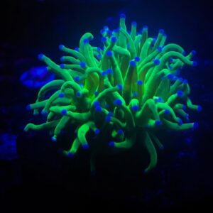 Green Torch