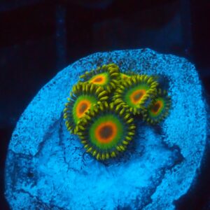 Rasta Zoa