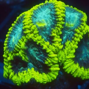 Mellow Yellow Favia