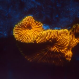 Orange Leptoseris