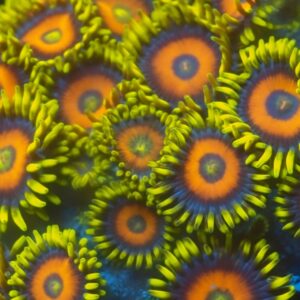 Scramble Eggs Zoa