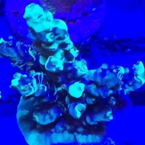 Grafted Acropora