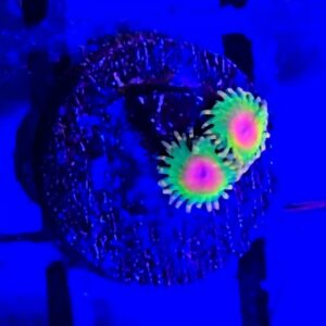Awesome Blossom Zoa