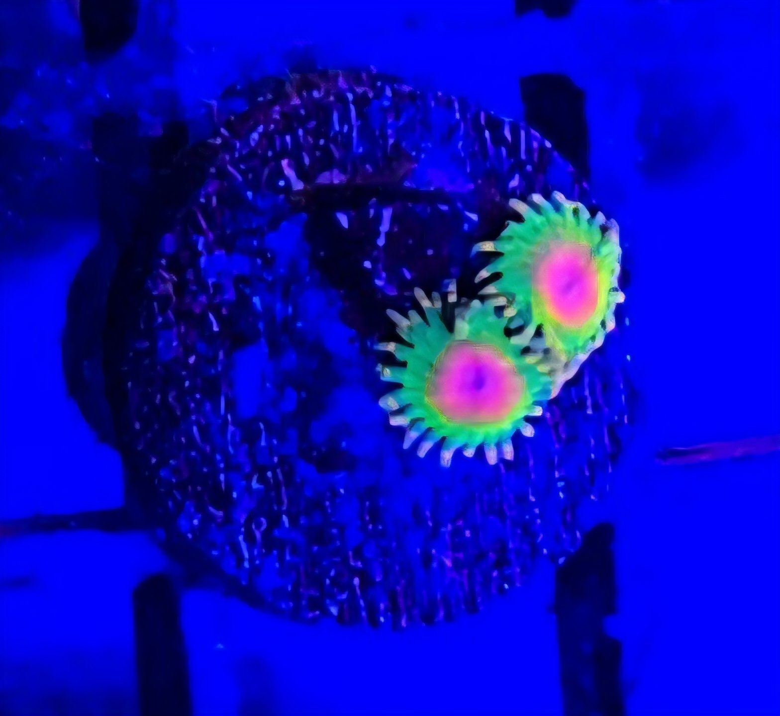 Awesome Blossom Zoa