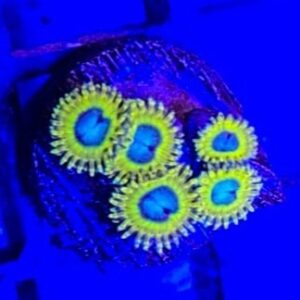 Pikachu Zoa