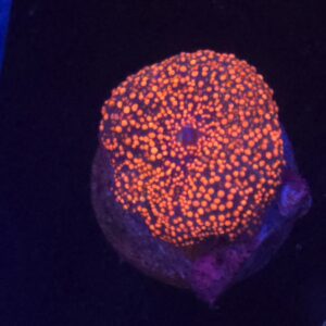 Interstellar Discosoma Mushroom