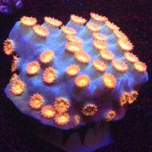 Cyphastrea