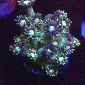 Gonipora