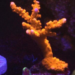 Orange Branching Montipora
