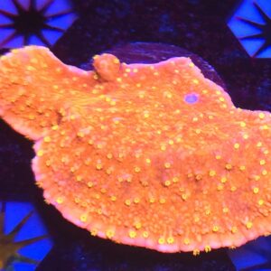 Skittles Montipora
