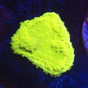 Neon Green Montipora