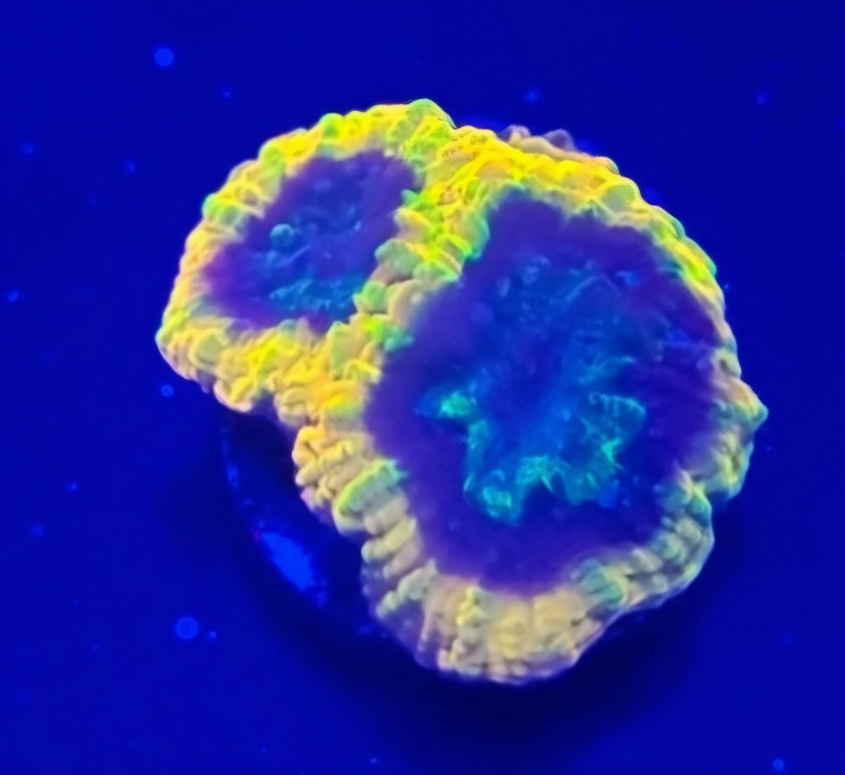 Yellow Submarine Favia - Image 2