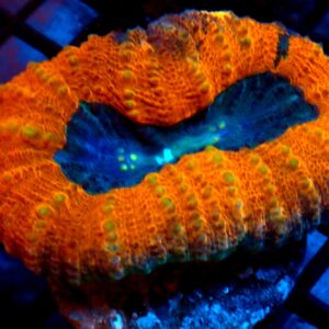Orange and Blue Lobophyllia