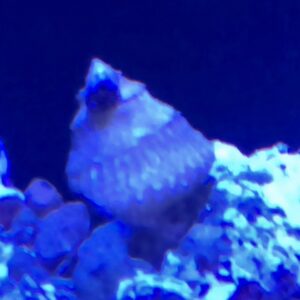 Asteria Snails