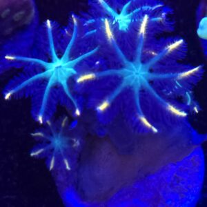 Firework Clove Polyps