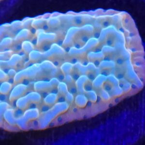 Jason Fox Beach Bum Montipora