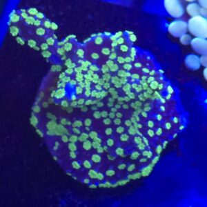 Midnight Moon Montipora