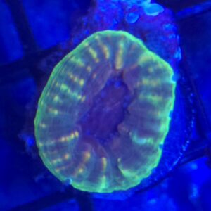Green Lobophyllia