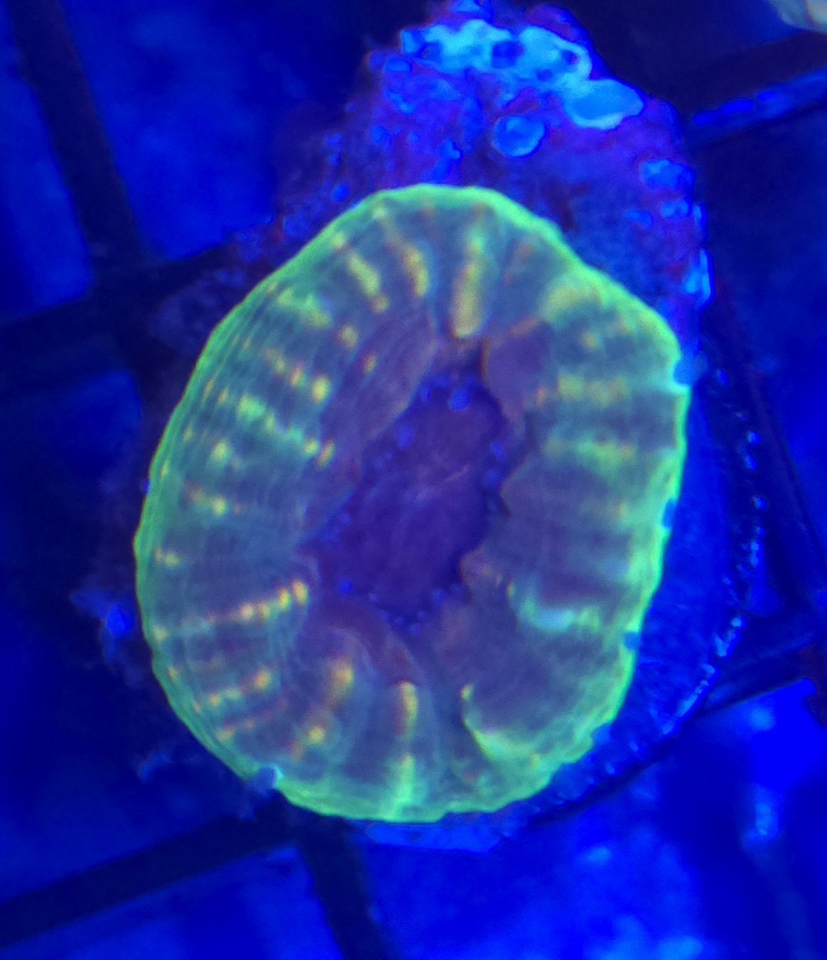 Green Lobophyllia
