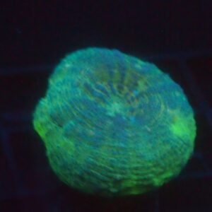 Lobophyllia