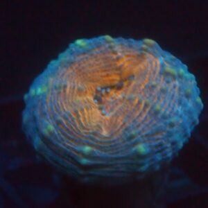 Lobophyllia