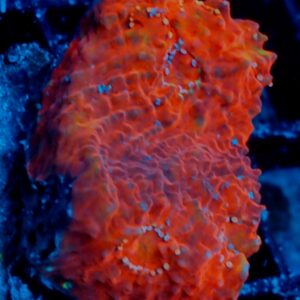 Lava Chalice