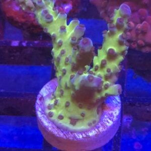 Green Tort