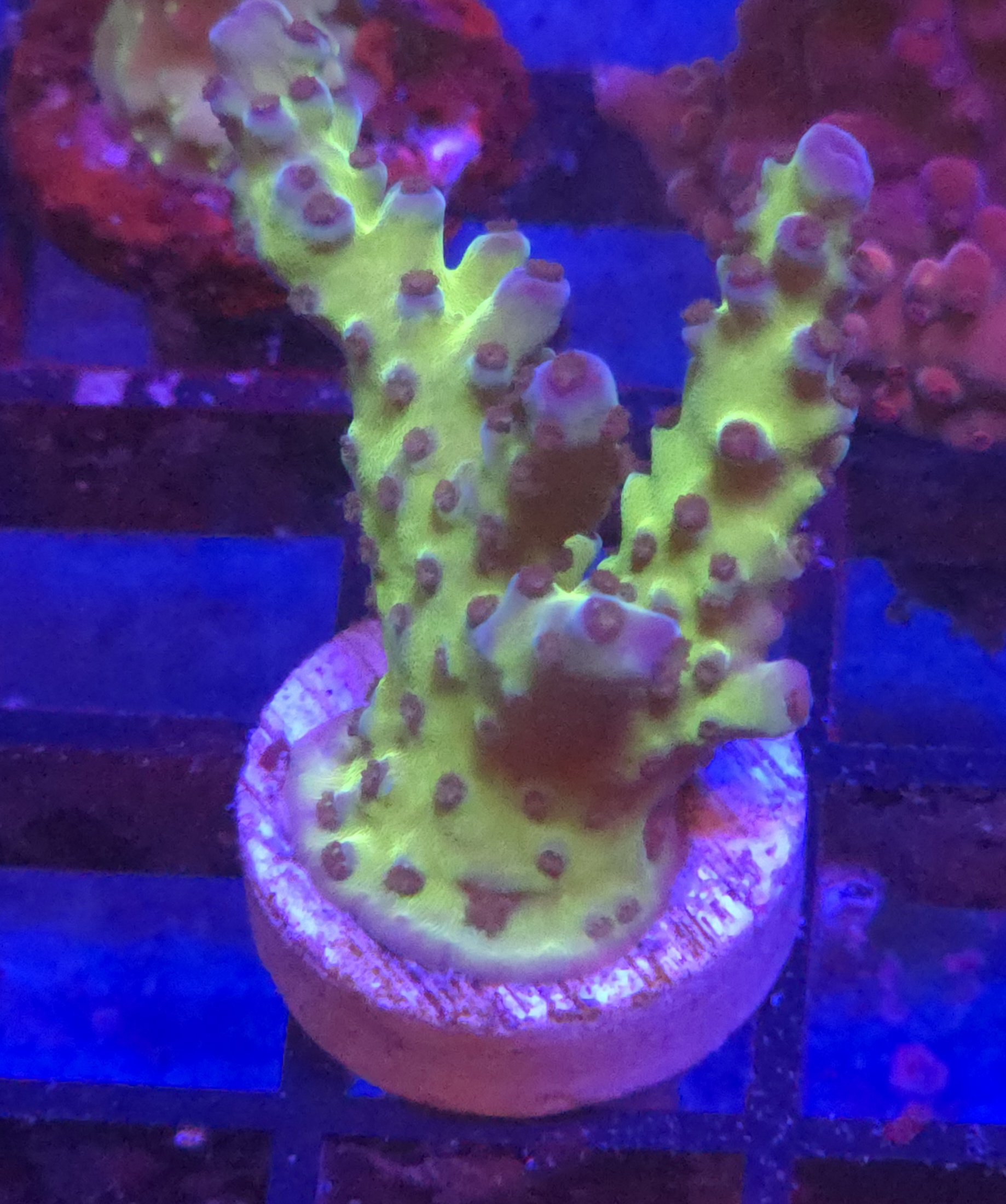 Green Tort