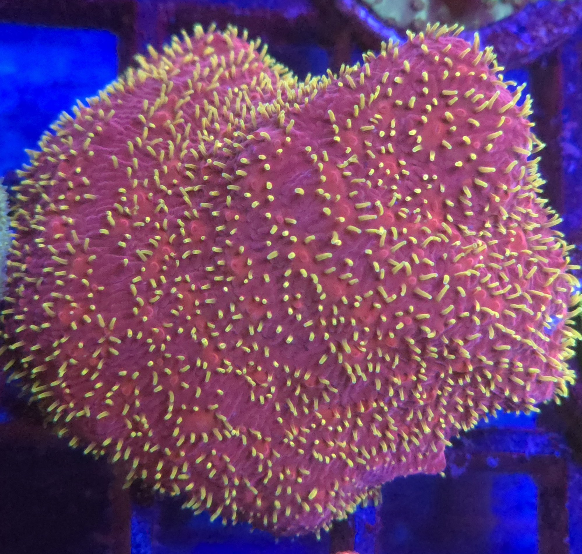 Red and Orange Leptoseris