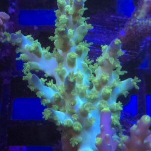 Marvin the Martian Acropora