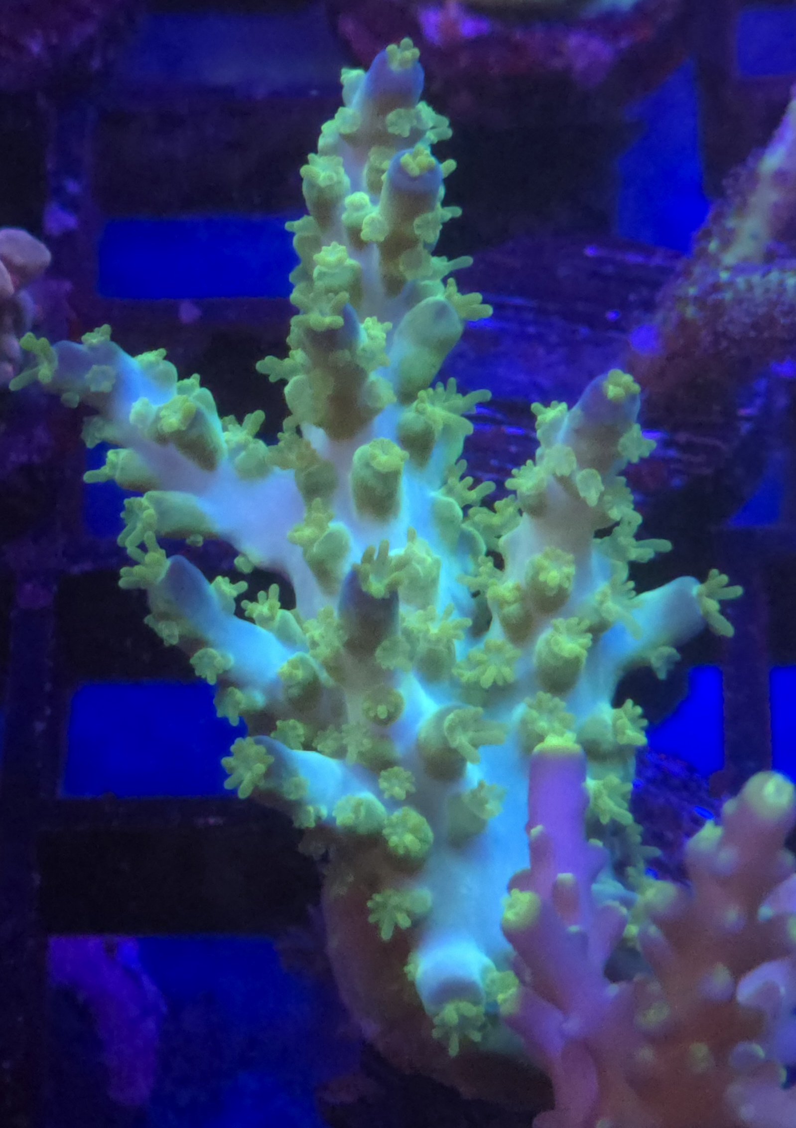 Marvin the Martian Acropora