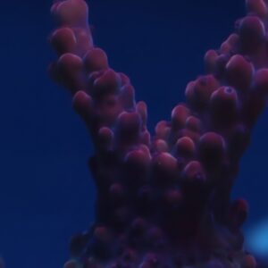 Jason Fox Fox Flame Acropora