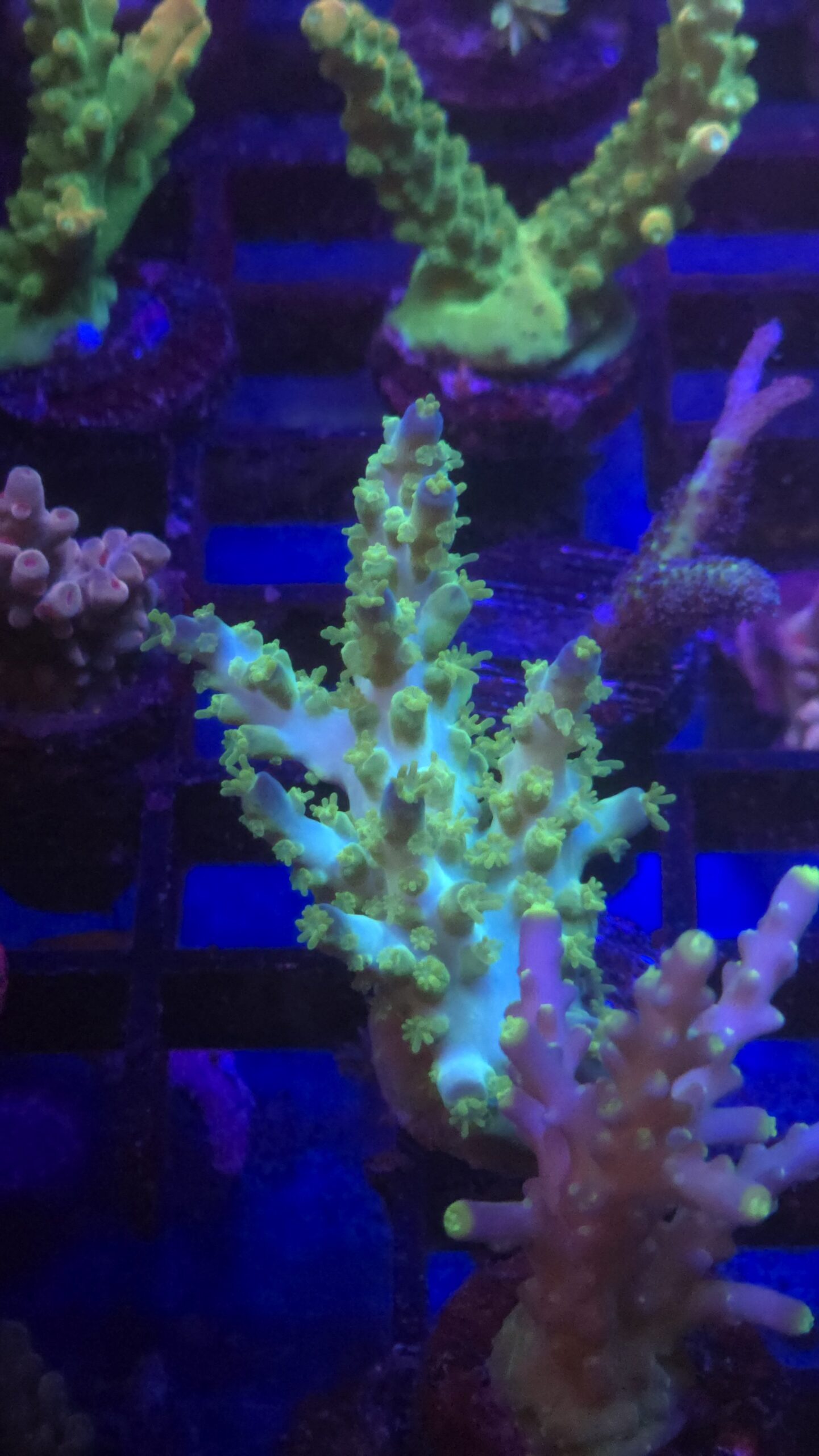 Marvin the Martian Acropora - Image 2