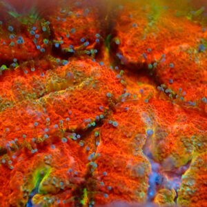 Orange Symphyllia