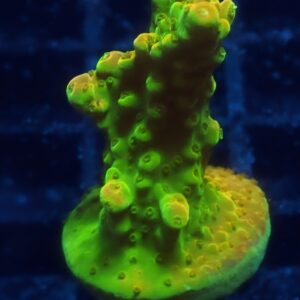 Yellow Jaw Dropper Acropora