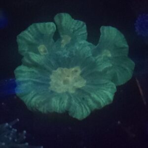 Space Invader Pectinia Coral