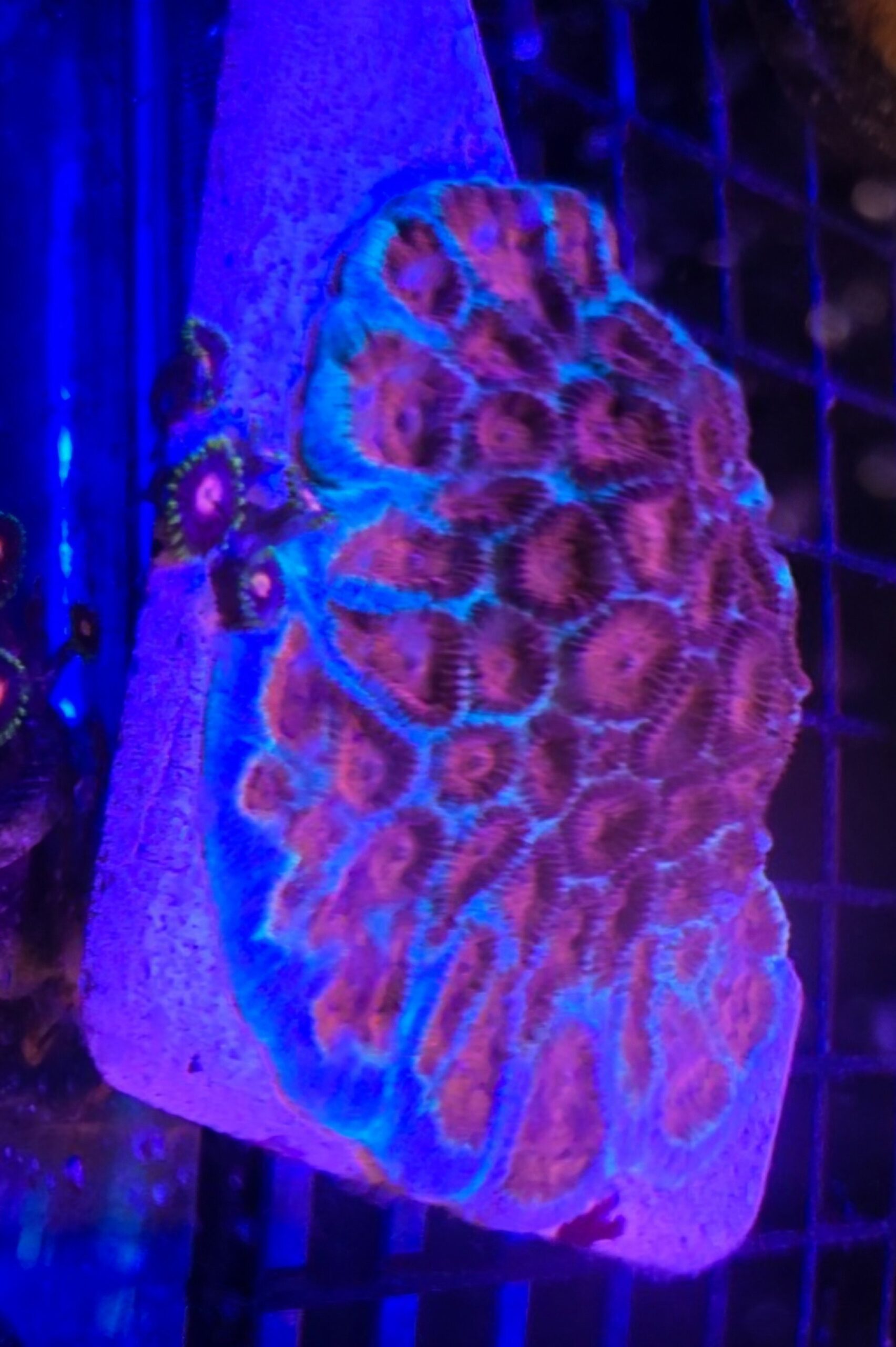 Ghost Favia - Image 2