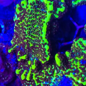 Slimeball Spingodes Montipora