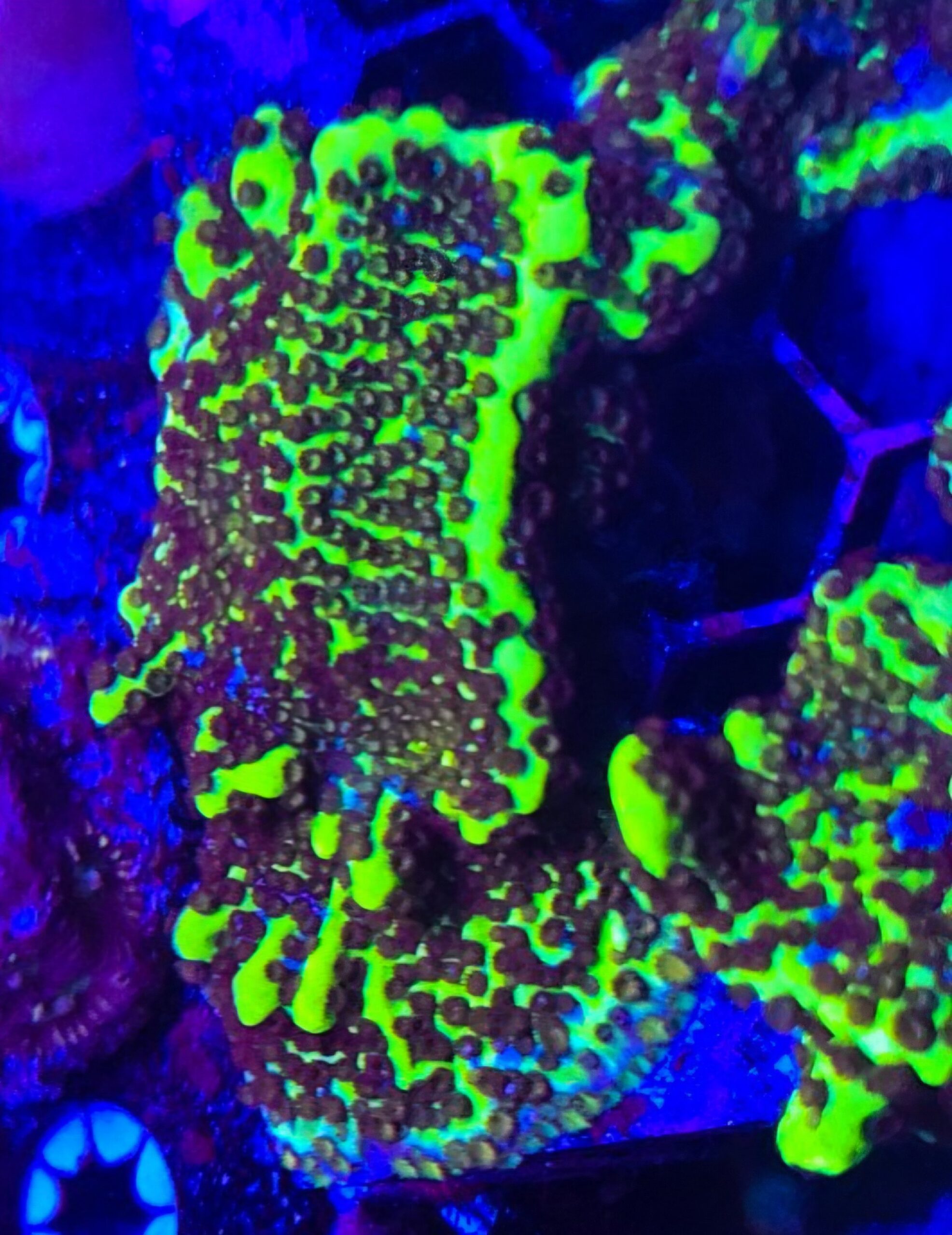 Slimeball Spingodes Montipora