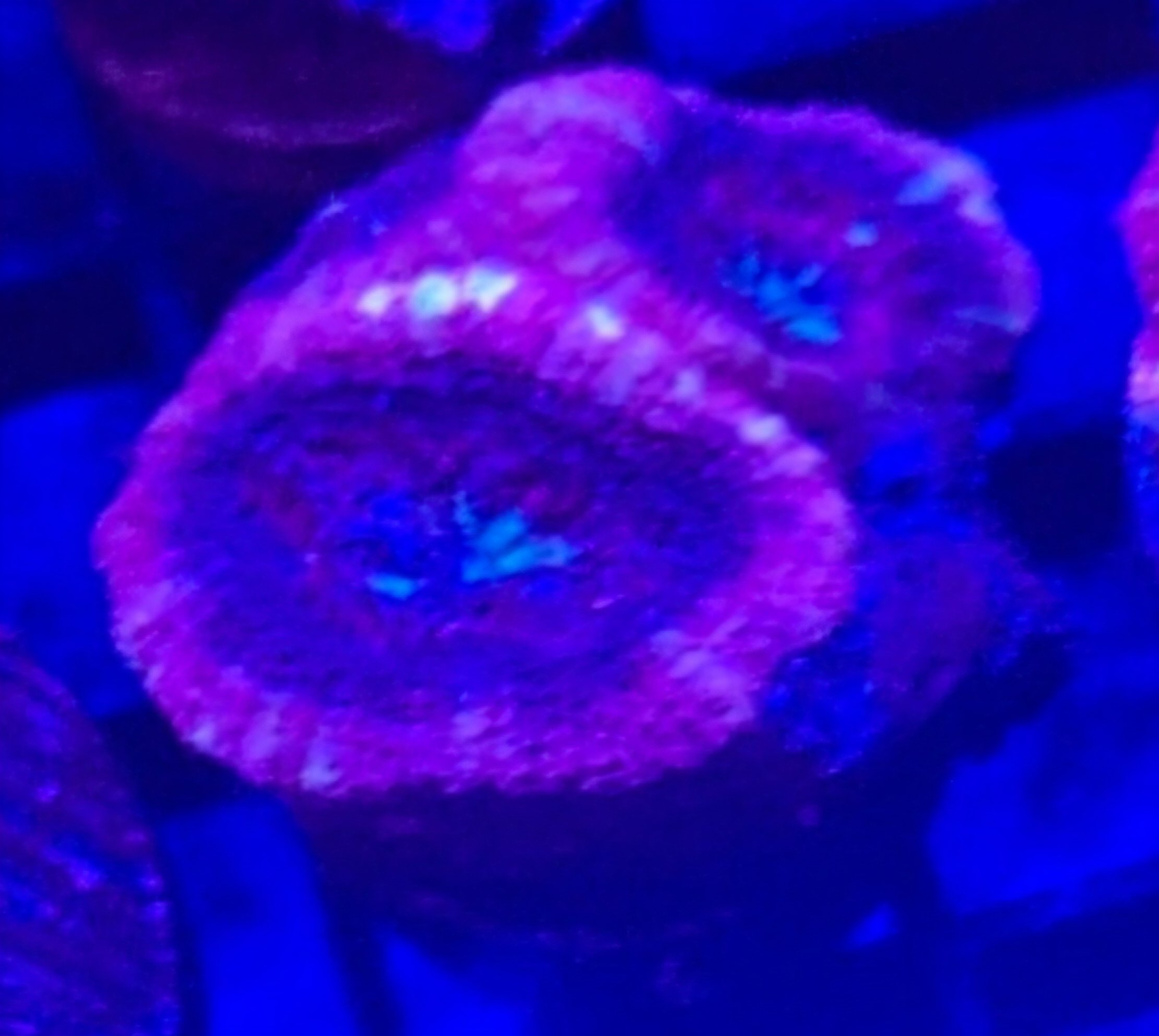 Asian Acan - Image 3