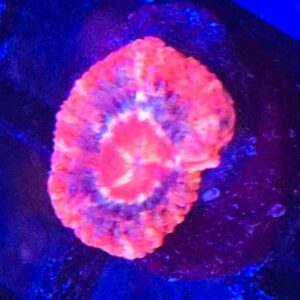Asian Acan