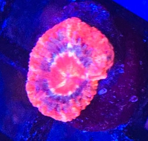 Asian Acan