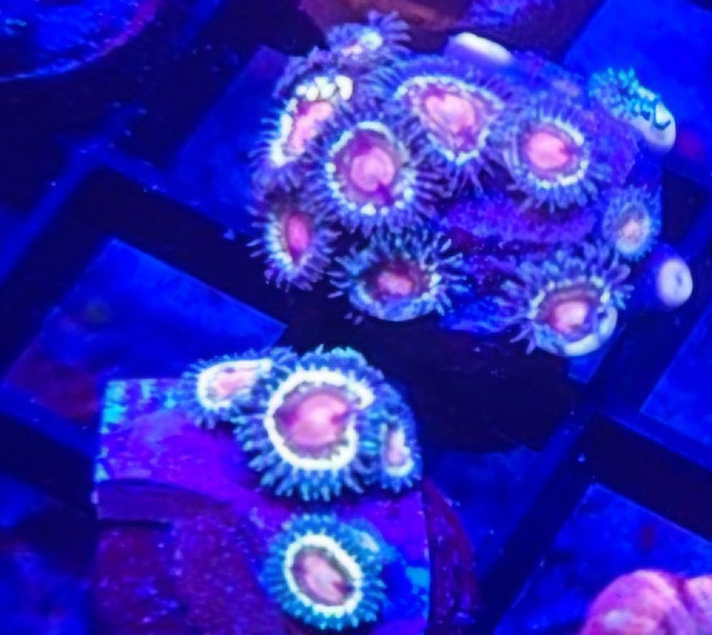 Sweet Tooth Zoa