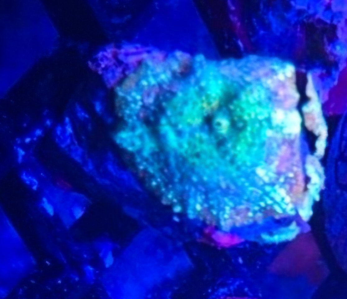 Green and Red Discosoma Mushroom