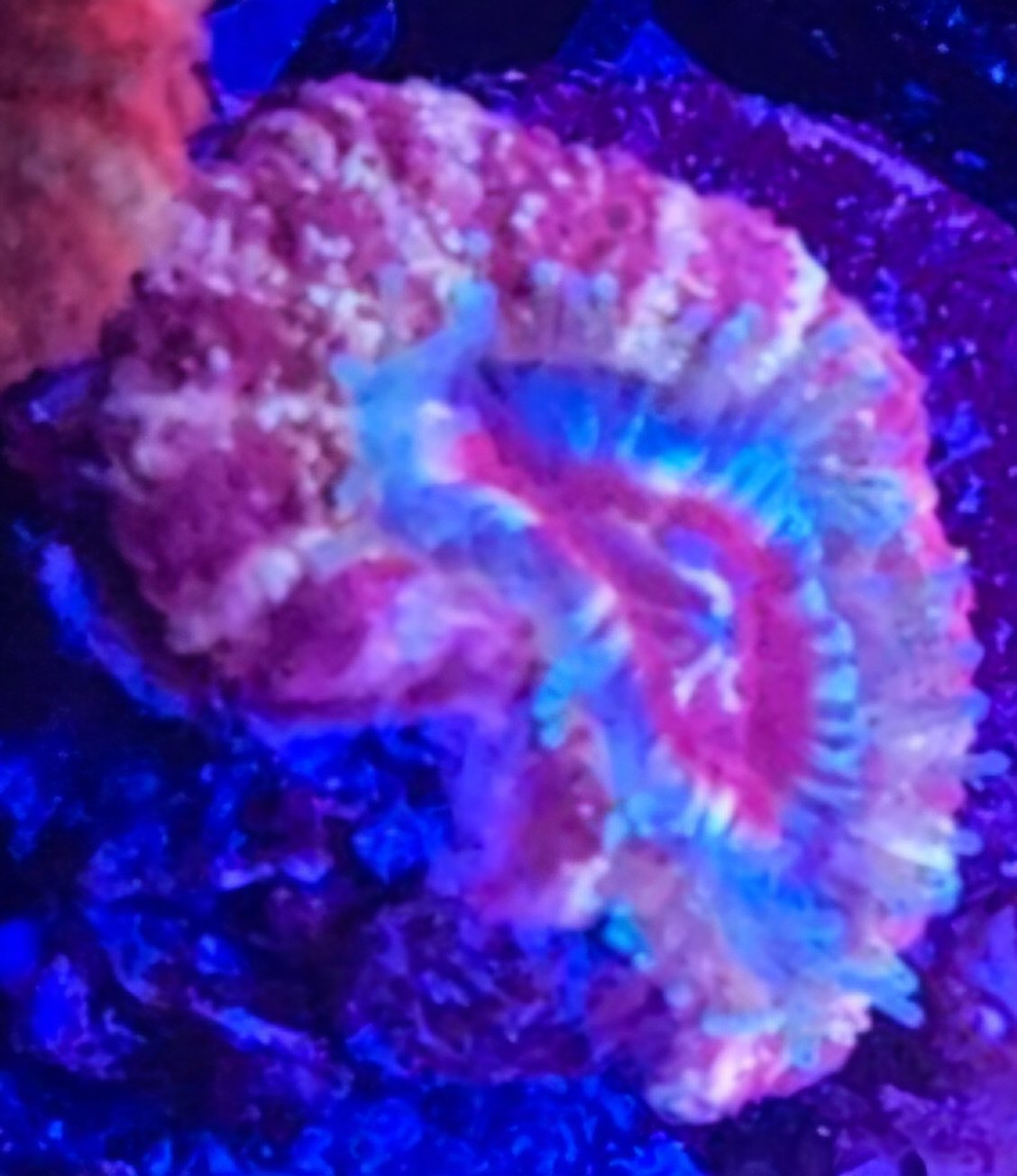 Asian Acan - Image 2