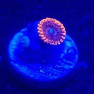 Fairy Farts Zoa